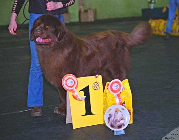 Фото: ньюфаундленд YAkov Burs s Berega Dona (Яков Бурс с Берега Дона)