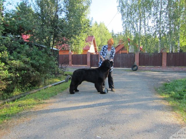 Фото: ньюфаундленд Very Fairweathers X'Got The Rhythm