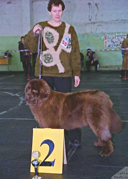 Фото: ньюфаундленд Orhideya Ze Golden Syurprayz ot Baterflyay (Орхидея Зе Голден Сюрпрайз от Батерфляй)