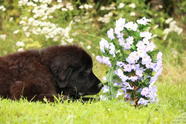 Фото: ньюфаундленд Donats Prayd Byet Midler (Донатс Прайд Бэт Мидлер)