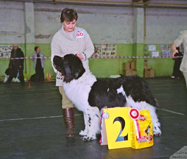 Фото: ньюфаундленд Daanich Flirt Rokoko (Даанич Флирт Рококо)