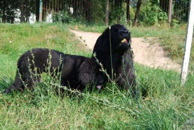 Фото: ньюфаундленд Antey Grand Pobeditel' (Антей Гранд Победитель), ньюфаундленд Super Premium Lav Mi Tender (Супер Премиум Лав Ми Тендер)