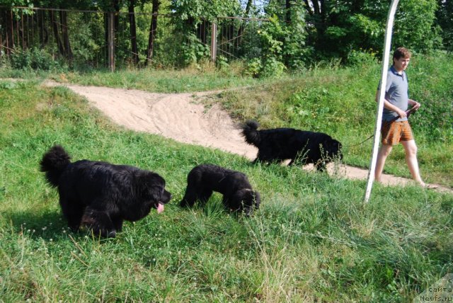 Фото: ньюфаундленд Face of an Angel Giant's Island, ньюфаундленд Antey Grand Pobeditel' (Антей Гранд Победитель), ньюфаундленд Super Premium Lav Mi Tender (Супер Премиум Лав Ми Тендер)