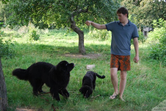 Фото: ньюфаундленд Antey Grand Pobeditel' (Антей Гранд Победитель)