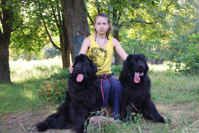 Фото: ньюфаундленд Face of an Angel Giant's Island, ньюфаундленд Antey Grand Pobeditel' (Антей Гранд Победитель), Dar'ya Sannikova (Дарья Санникова)