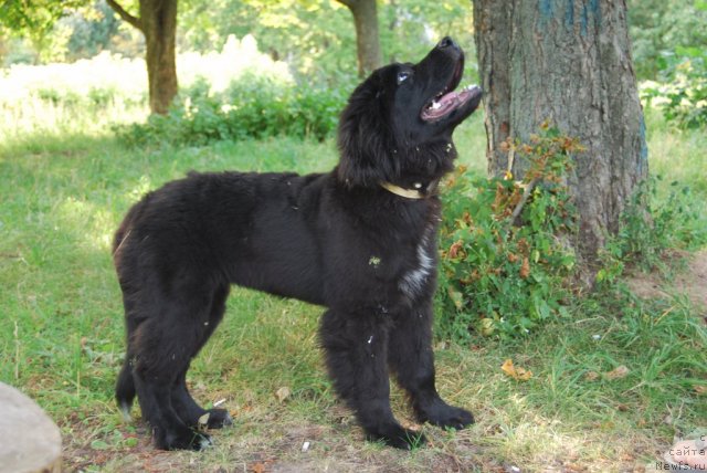 Фото: ньюфаундленд Super Premium Lav Mi Tender (Супер Премиум Лав Ми Тендер)