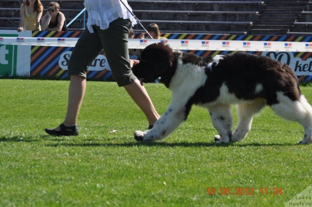 Фото: ньюфаундленд Super Bizon Zerbino (Супер Бизон Зербино)