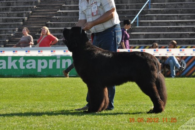 Фото: ньюфаундленд Zvezdnij Dar Agassi (Звездный Дар Агасси)