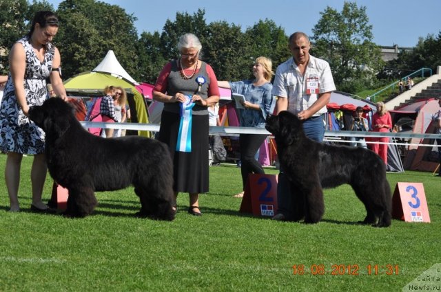 Фото: ASSOS OF THE DARK QUEEN CASTLE, ньюфаундленд Zvezdnij Dar Agassi (Звездный Дар Агасси)