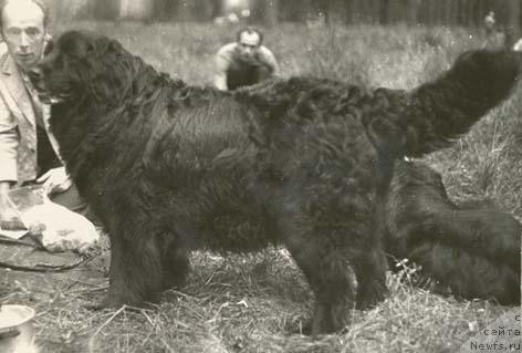Фото: ньюфаундленд Troyana Mar (Трояна Мар)