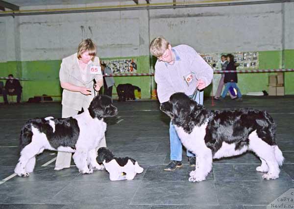 Фото: ньюфаундленд Fiamettahauz Vinland Princess (Фиаметтахауз Винланд Принцесс), ньюфаундленд Geminorum Undara