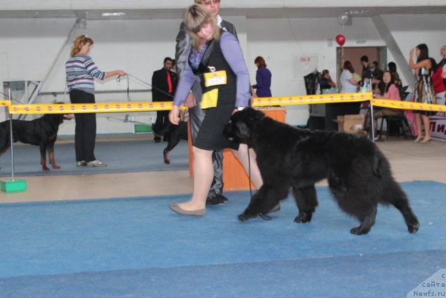 Фото: ньюфаундленд Akvatoriya Kelvin Ural'skiy Favorit (Акватория Келвин Уральский Фаворит)
