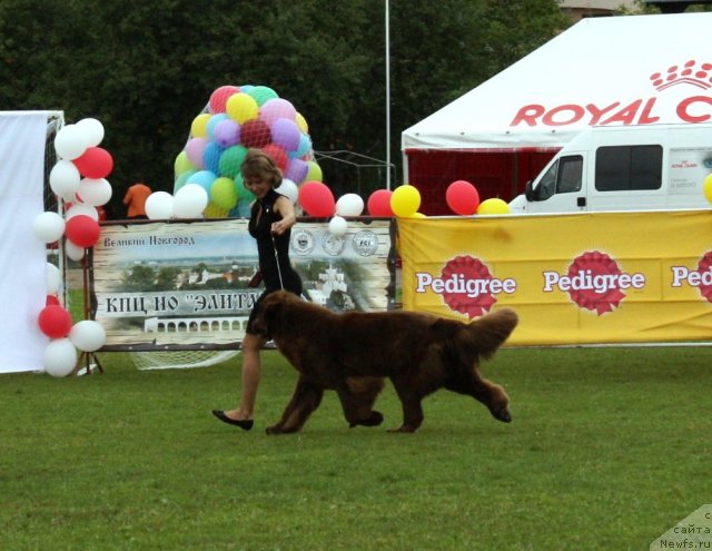 Фото: ньюфаундленд Chernyi Sharm Angel'skaya Krasota (Черный Шарм Ангельская Красота)