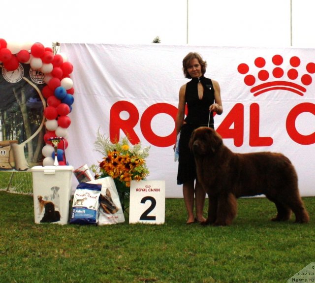 Фото: ньюфаундленд Chernyi Sharm Angel'skaya Krasota (Черный Шарм Ангельская Красота)