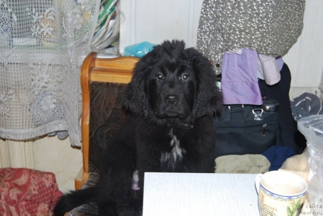 Фото: ньюфаундленд Super Premium Lav Mi Tender (Супер Премиум Лав Ми Тендер)