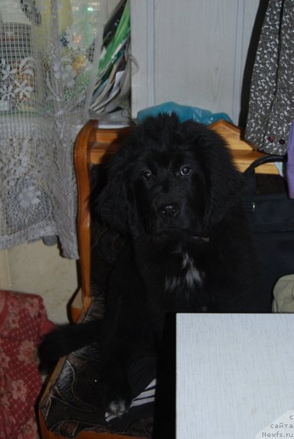 Фото: ньюфаундленд Super Premium Lav Mi Tender (Супер Премиум Лав Ми Тендер)