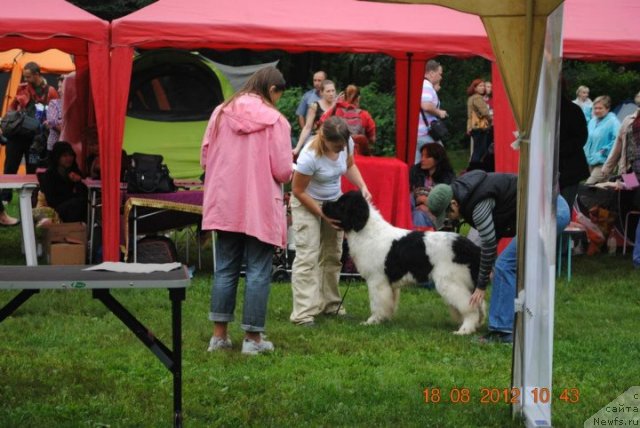 Фото: ньюфаундленд Callistos Blitzen