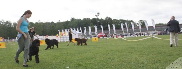 Фото: ньюфаундленд Dar Svezy Believe Me (Дар Свезы Белив Ми), Lyudmila Horikova (Людмила Хорикова)