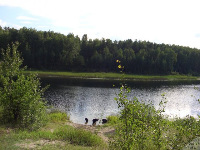 Фото: ньюфаундленд Akin Soul Sofiya (Акин Соул София), ньюфаундленд Lesnaya Skazka Lunnaya Sonata (Лесная Сказка Лунная Соната), ньюфаундленд Andjel Viktorius (Анджел Викториус)