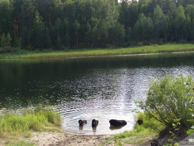 Фото: ньюфаундленд Akin Soul Sofiya (Акин Соул София), ньюфаундленд Lesnaya Skazka Lunnaya Sonata (Лесная Сказка Лунная Соната), ньюфаундленд Andjel Viktorius (Анджел Викториус)