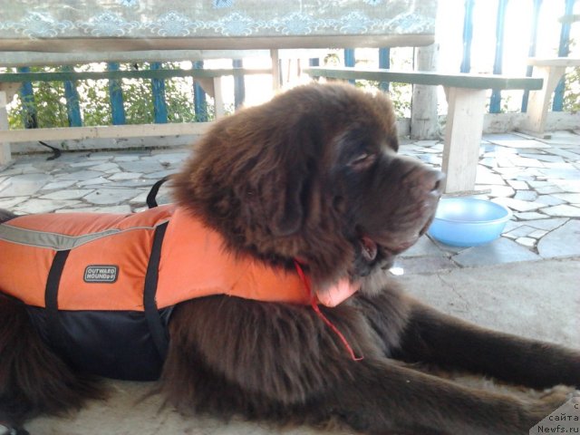 Фото: ньюфаундленд Akvatoriya Kelvin Selebreyshn (Акватория Келвин Селебрейшн)