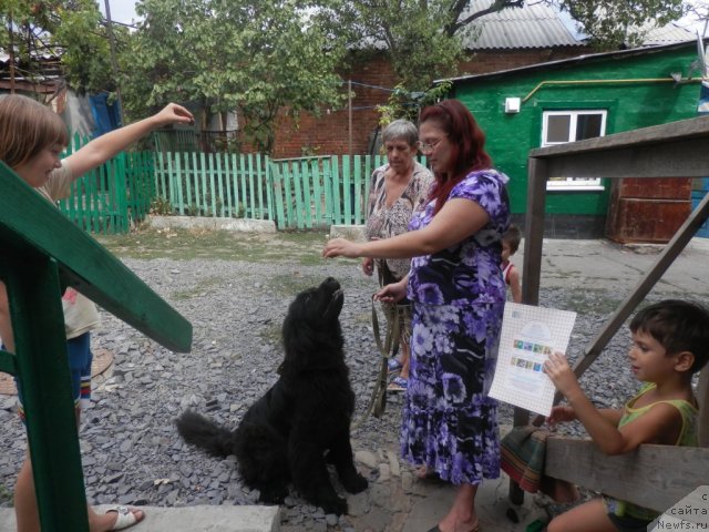 Фото: ньюфаундленд N'yufort Rozi of May Drim (Ньюфорт Рози оф Май Дрим)