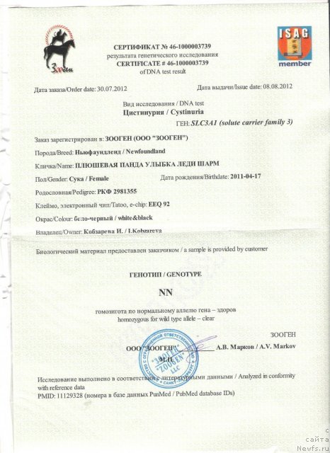 Фото: ньюфаундленд Plushevaya Panda Ulybka Ledi Scharm (Плюшевая Панда Улыбка Леди Шарм)