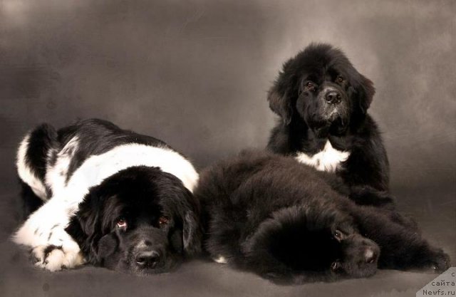 Фото: ньюфаундленд Piternyuf Prodigy (Питерньюф Продижи), ньюфаундленд Aquatoriya Kelvin Only Love (Акватория Келвин Онли Лав), ньюфаундленд Mag Ispolin Lavina (Маг Исполин Лавина)