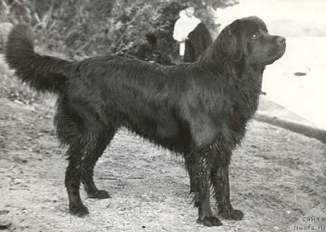 Фото: ньюфаундленд Antey (Антей)