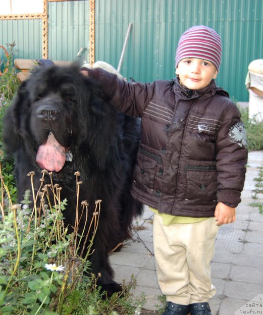 Фото: ньюфаундленд Sent Djons Orfey (Сент Джонс Орфей)