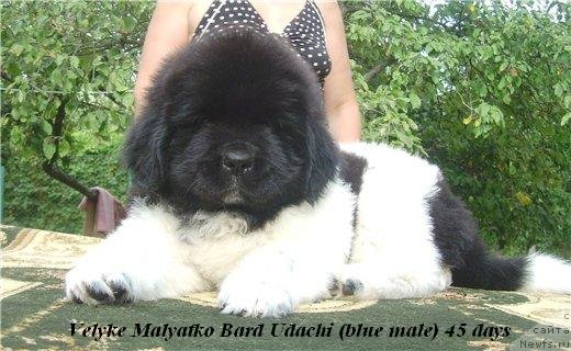 Фото: Velyke Malyatko Bard Udachi щенок от, ньюфаундленд Drive Me Crazy of Apachee's Home, ньюфаундленд Velyke Malyatko Yabluneva Krasunya