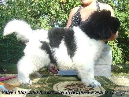 Фото: Velyke Malyatko Berestyanyj Blyuz щенок от, ньюфаундленд Drive Me Crazy of Apachee's Home, ньюфаундленд Velyke Malyatko Yabluneva Krasunya