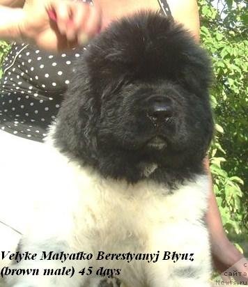 Фото: Velyke Malyatko Berestyanyj Blyuz щенок от, ньюфаундленд Drive Me Crazy of Apachee's Home, ньюфаундленд Velyke Malyatko Yabluneva Krasunya