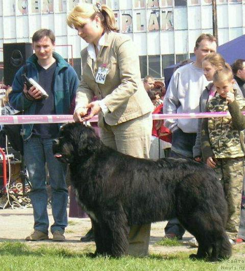 Фото: ньюфаундленд Skippers Extravagant King of Helluland