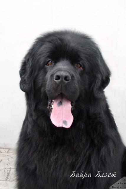 Фото: ньюфаундленд Baira Blest (Байра Блэст)