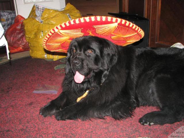 Фото: ньюфаундленд Ottava (Оттава)