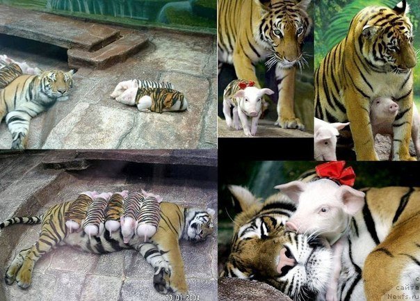 Фото: ньюфаундленд Byella Moss Amadeus (Бэлла Мосс Амадеус)