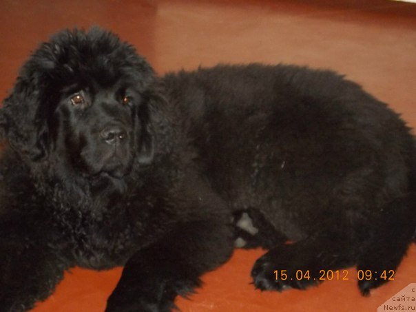 Фото: ньюфаундленд Byella Moss Amadeus (Бэлла Мосс Амадеус)