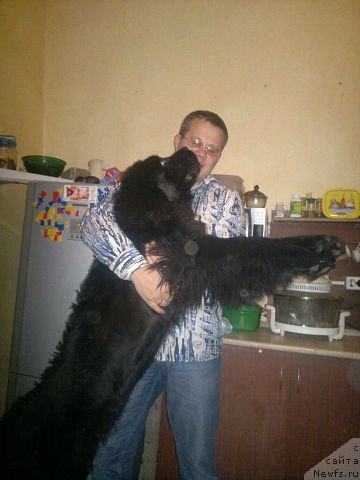 Фото: ньюфаундленд Byella Moss Amadeus (Бэлла Мосс Амадеус)