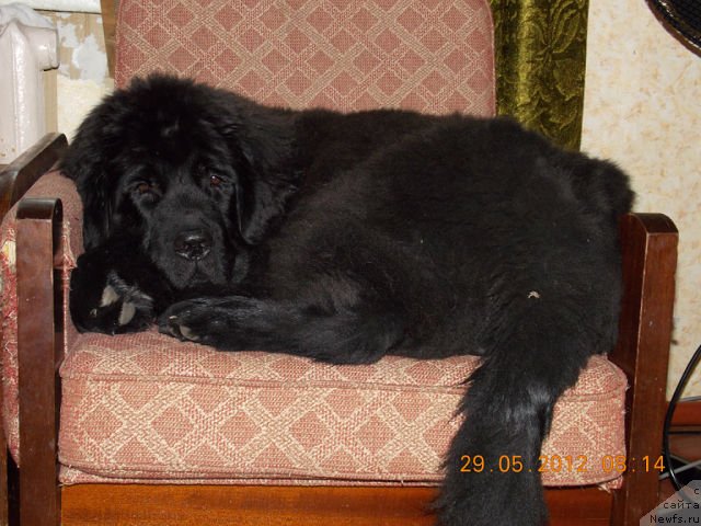 Фото: ньюфаундленд Sogdiana Atstso Gore