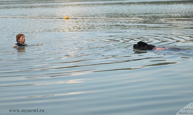 Фото: ньюфаундленд Belkonder-Club Ugli-Boogli (Белкондер-Клаб Угли-Бугли)