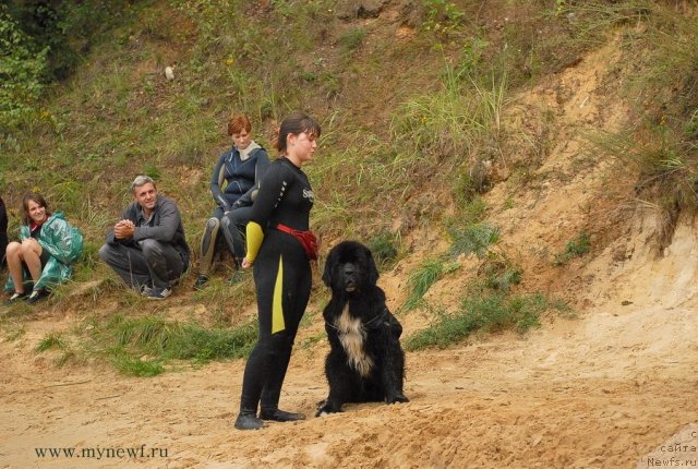 Фото: ньюфаундленд Bartez Beliy