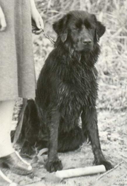 Фото: ньюфаундленд Tyerri (Тэрри)
