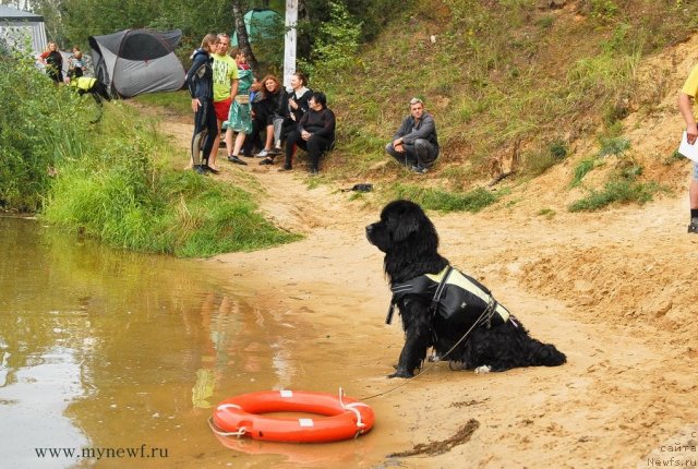 Фото: ньюфаундленд Bartez Beliy