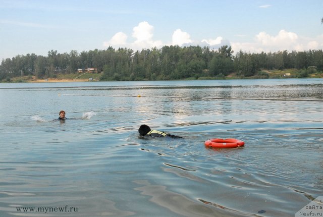 Фото: ньюфаундленд Bartez Beliy