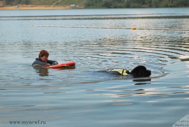 Фото: ньюфаундленд Bartez Beliy