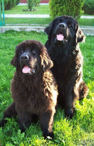 Фото: ньюфаундленд Tujur Bel' (Тужур Бель), ньюфаундленд CHudnaya Krasavica (Чудная Красавица)