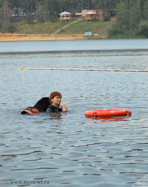 Фото: ньюфаундленд Majestic Goodsoul Newstars Giantisland (Мэджестик Гудсоул Ньюстарс Гиантисланд)