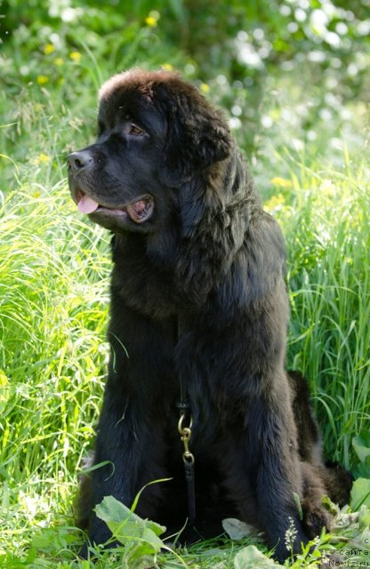 Фото: ньюфаундленд Princ Al'finskiy (Принц Альфинский)