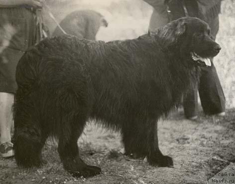 Фото: ньюфаундленд Bocman (Боцман)